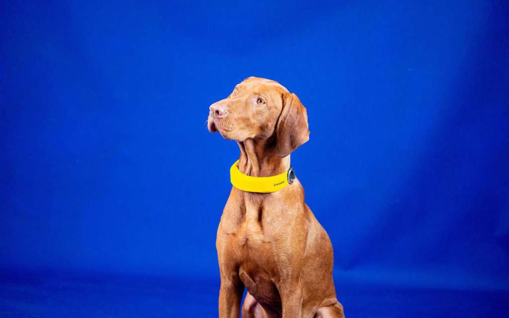 Brève | CES 2022 : ce collier biométrique pour chien surveille ses fréquences respiratoire et&nbsp;cardiaque