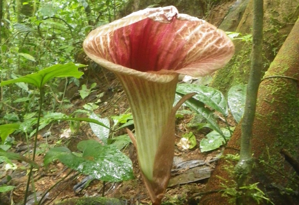 10 species new to science in&nbsp;2021