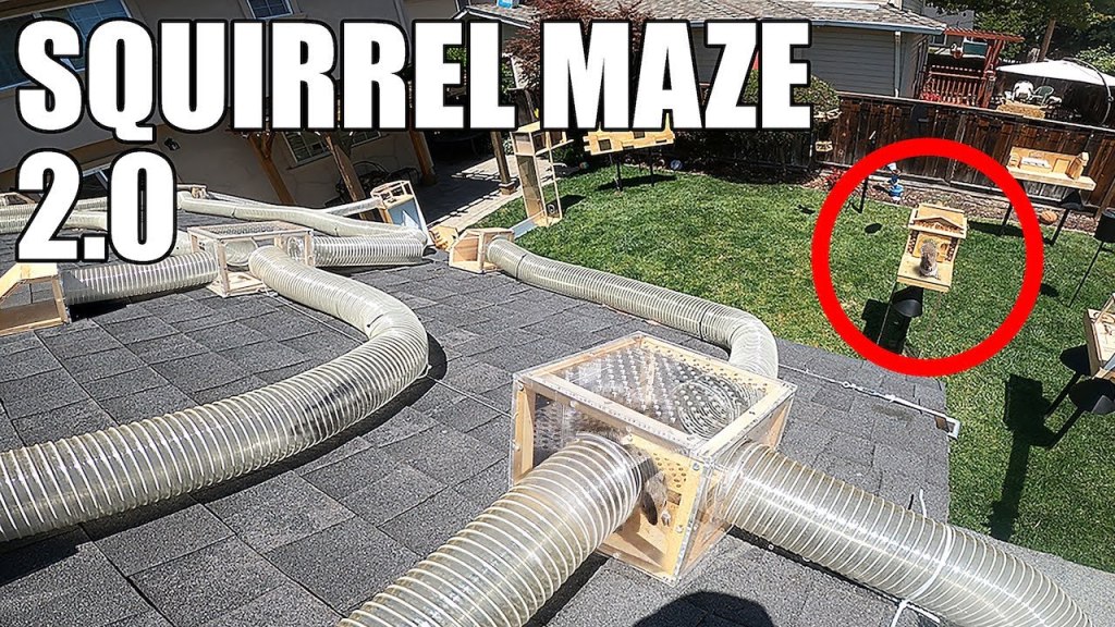 Backyard Squirrel Maze 2.0- The Walnut&nbsp;Heist