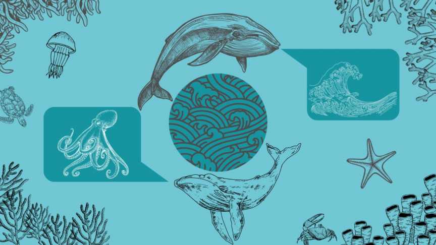 Talking to Animals: Using AI to Decode Whale&nbsp;Language