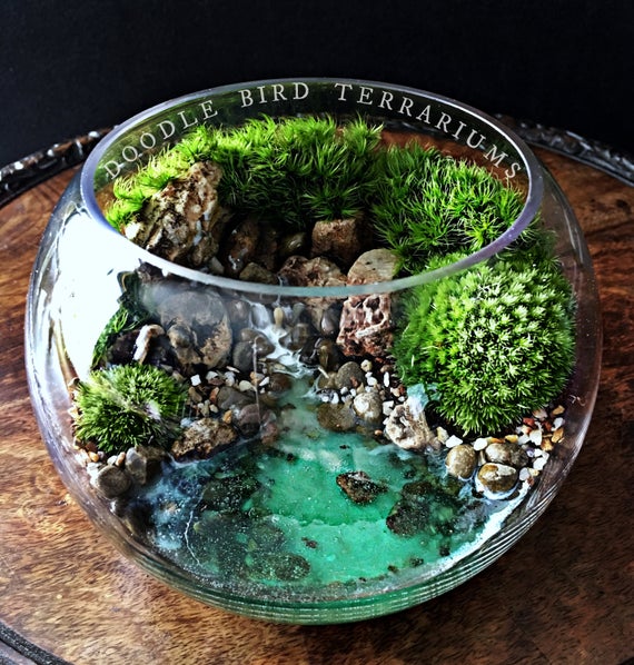 Ocean Cove Terrarium avec plantes vivantes 3&nbsp;tailles