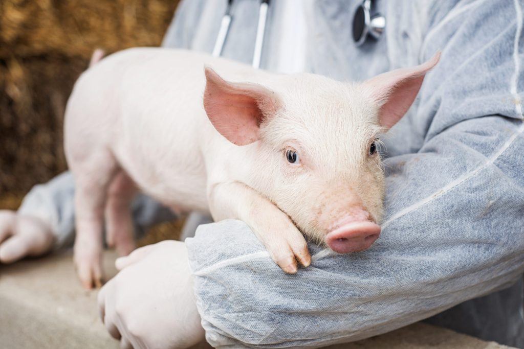 Scientists revived organ cells in dead&nbsp;pigs