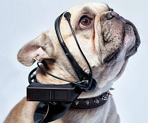 Dog Thoughts Translator