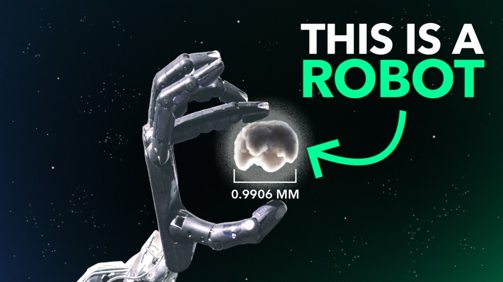 Xenobot : Biological Robots May Soon Build You a Better&nbsp;Heart