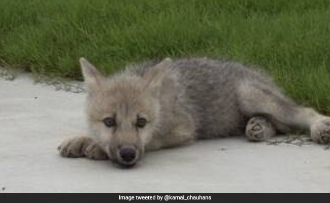 Chinese Scientists Create World’s First Cloned Arctic Wolf
