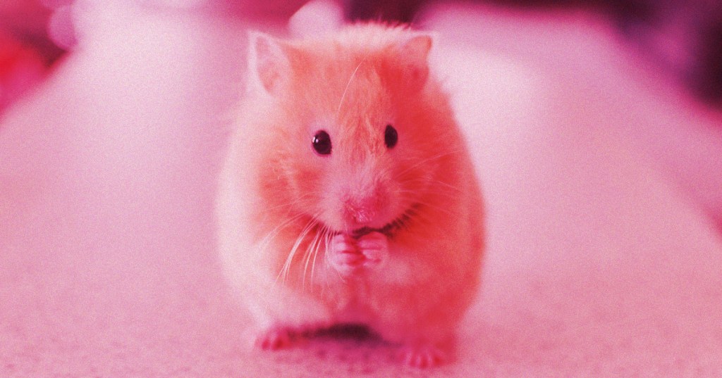 Hamster Trades Cryptocurrencies, Outperforms Warren&nbsp;Buffett