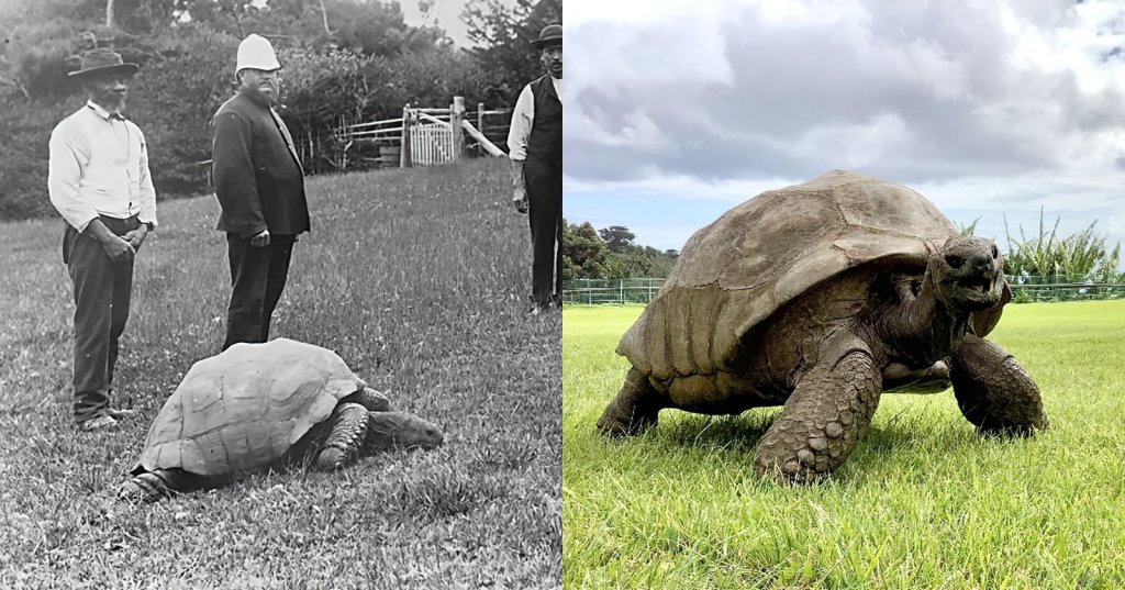 190-Year-Old Tortoise Jonathan Was Photographed in 1886 and Today |&nbsp;PetaPixel