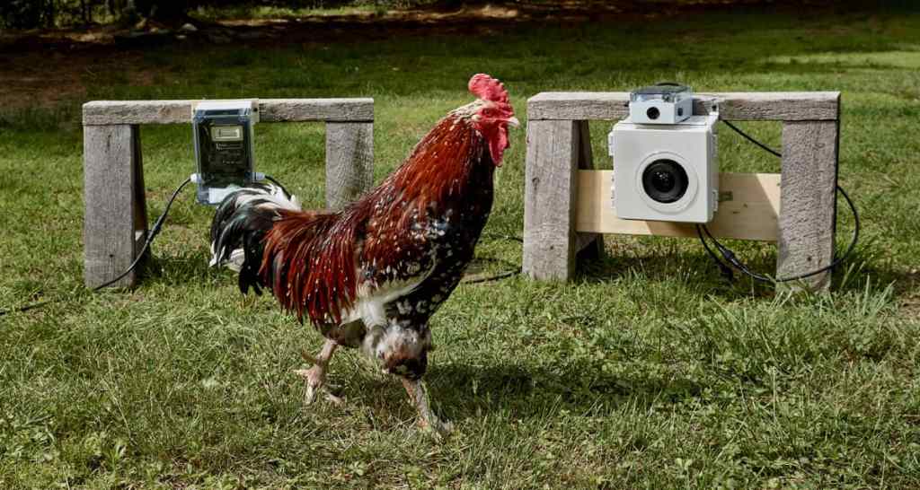 Photos of chickens, taken by&nbsp;chickens