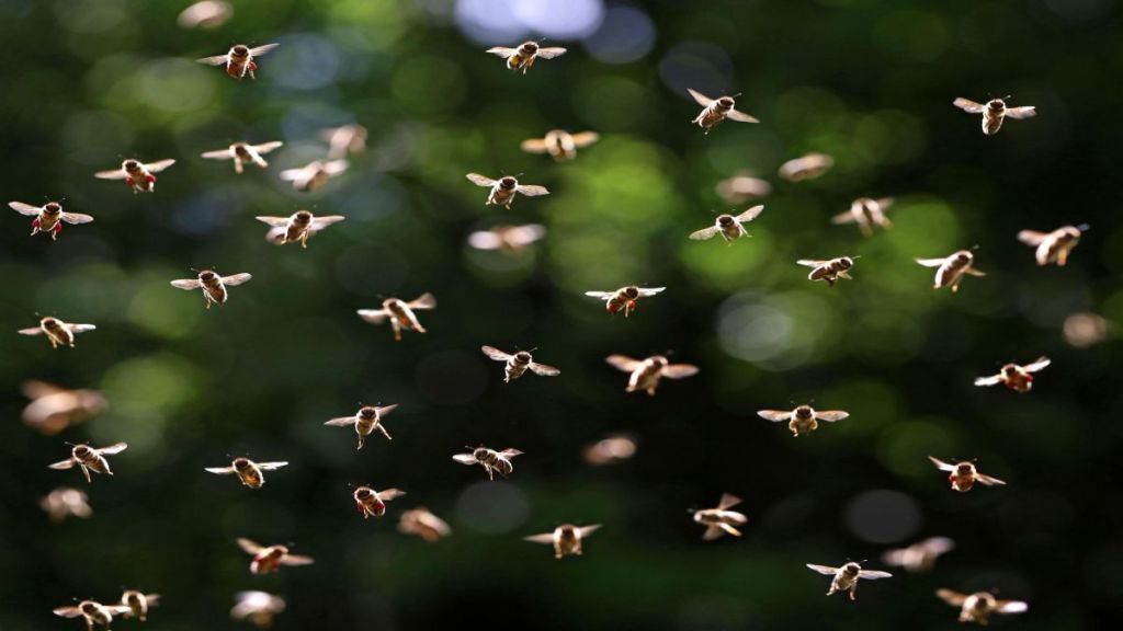 Swarming bees may potentially change the weather, new study&nbsp;suggests